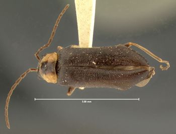 Media type: image;   Entomology 3399 Aspect: habitus dorsal view